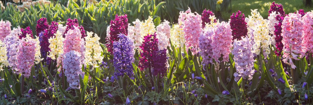 Hyazinthen in verschiedenen Farben von der Fr&uuml;hlingssonne durchflutet