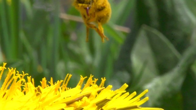 Honey bee on dandelion flower