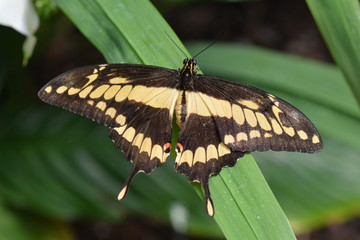 A King Swallowtail butterfly lands in the gardens.