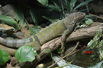 A Green Iguana lazes about in the jungle setting.