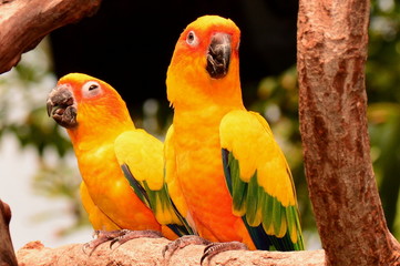 A pair of Sun Conures posing for their photo.