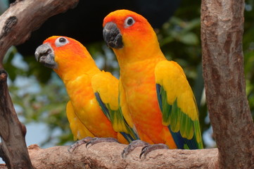 A pair of Sun Conures posing for their photo.