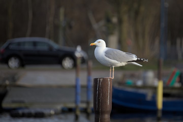 European herring gull (Larus argentatus) sitting on metal pole with defocused background