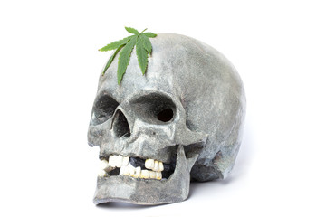 Obraz premium Skull and Green Cannabis Leaf on White Background