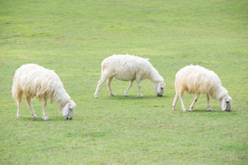 Obraz premium Flock of sheep