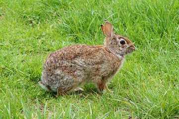 Rabbit in the green grass