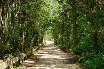 Unpaved forest road in summer.