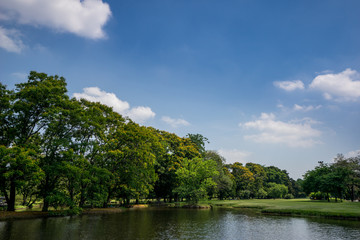 Fototapeta na wymiar View of green trees in the city park