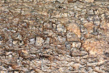 The bark of tree for natural background.