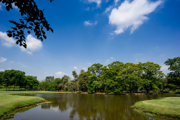 Fototapeta premium View of green trees in the city park