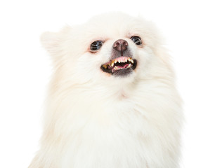 Pomeranian dog feeling angry