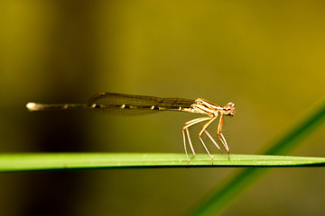 Dragonfly pin on green