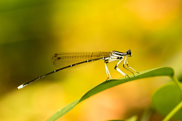 Dragonfly pin on green