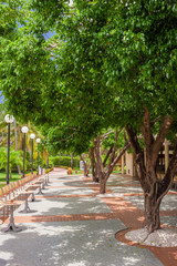Green exotic garden. dominican republic. Pathway in tropical