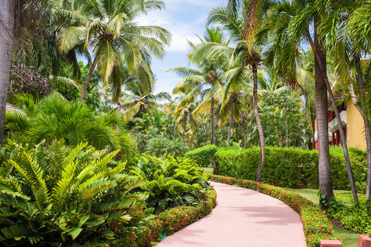 Green exotic garden. dominican republic. Pathway in tropical