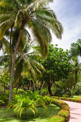 Obraz premium Green exotic garden. dominican republic. Pathway in tropical