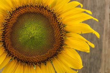Sunflower on brown wooden background