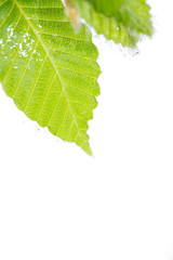 新緑のブナの葉