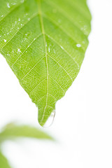 新緑のブナの葉