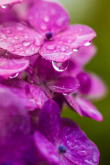 Hydrangea dripping of water droplets.