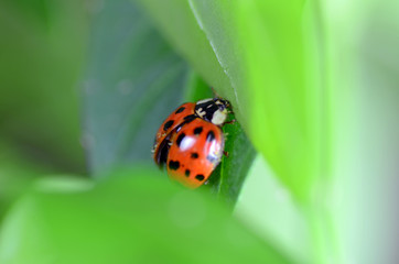 Obraz premium Marienkäfer auf Blattlausjagd