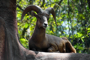 Desert Bighorn Sheep