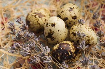 Naklejka na ściany i meble quail eggs in hay