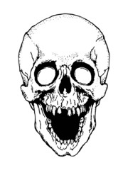 Skull