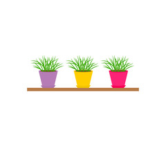 Three pots  growing grass on shelf Icon set Isolated  Flat 