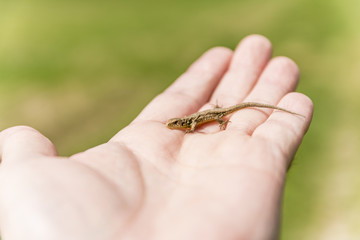 Obraz premium Lacerta agilis