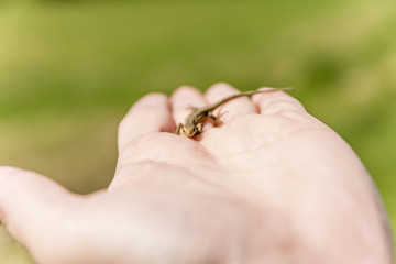 Young Sand lizard