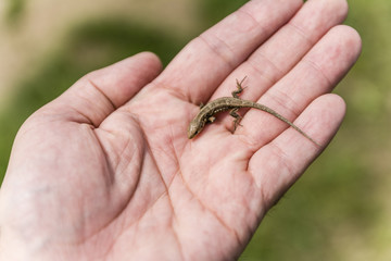 Lizard belongs to the class Reptilia
