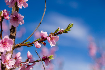 Cultivated fields of peach trees treated with fungicides