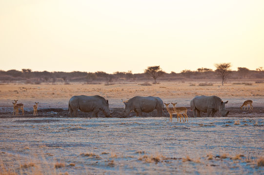 Deserto del Kalahari, Botswana, Africa