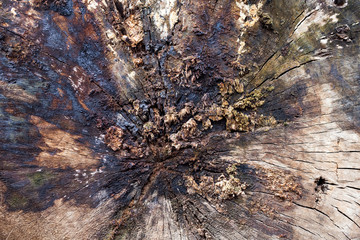 wood background. texture of cut tree trun