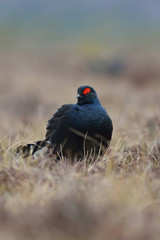 Black grouse