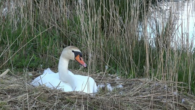 Schwan br&uuml;ted im Nest