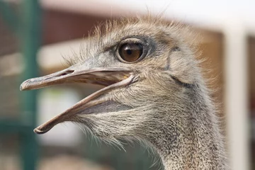 Crédence de cuisine en verre imprimé Autruche Head of an ostrich close up