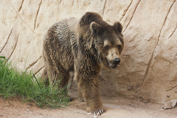 Bear in a zoo