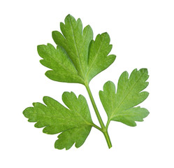 Close-up  leaf of  parsley isolated on a white background.