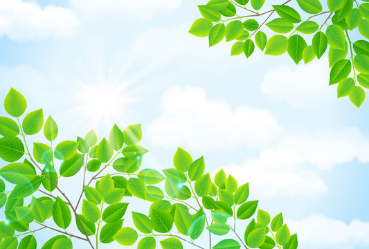 空と緑