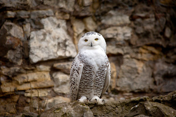 Белая (полярная) сова