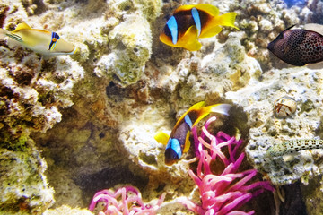 Naklejka na ściany i meble Couple of cute clown-fish in the bush of anemone's.