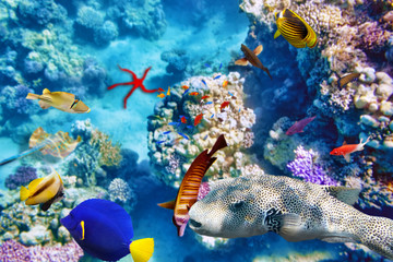 Underwater world with corals and tropical fish.