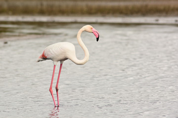 fenicottero rosa (Phoenicopterus roseus) nello stagno