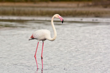 fenicottero rosa (Phoenicopterus roseus) nello stagno
