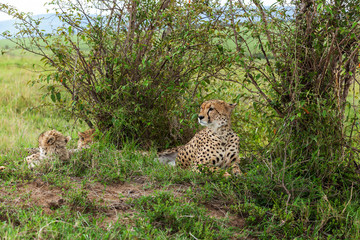 Cheetah with cub in Masai Mara, cheetah, safari,nature