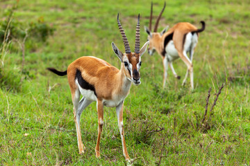 Naklejka na ściany i meble gazelles in Masai Mara National Park, Kenya,Thompson's Gazelle