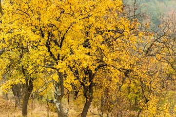 Obraz premium Autumnal branches