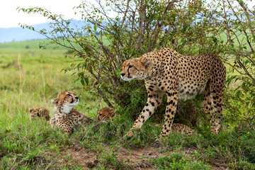 Cheetah with cub in Masai Mara, cheetah, safari,nature